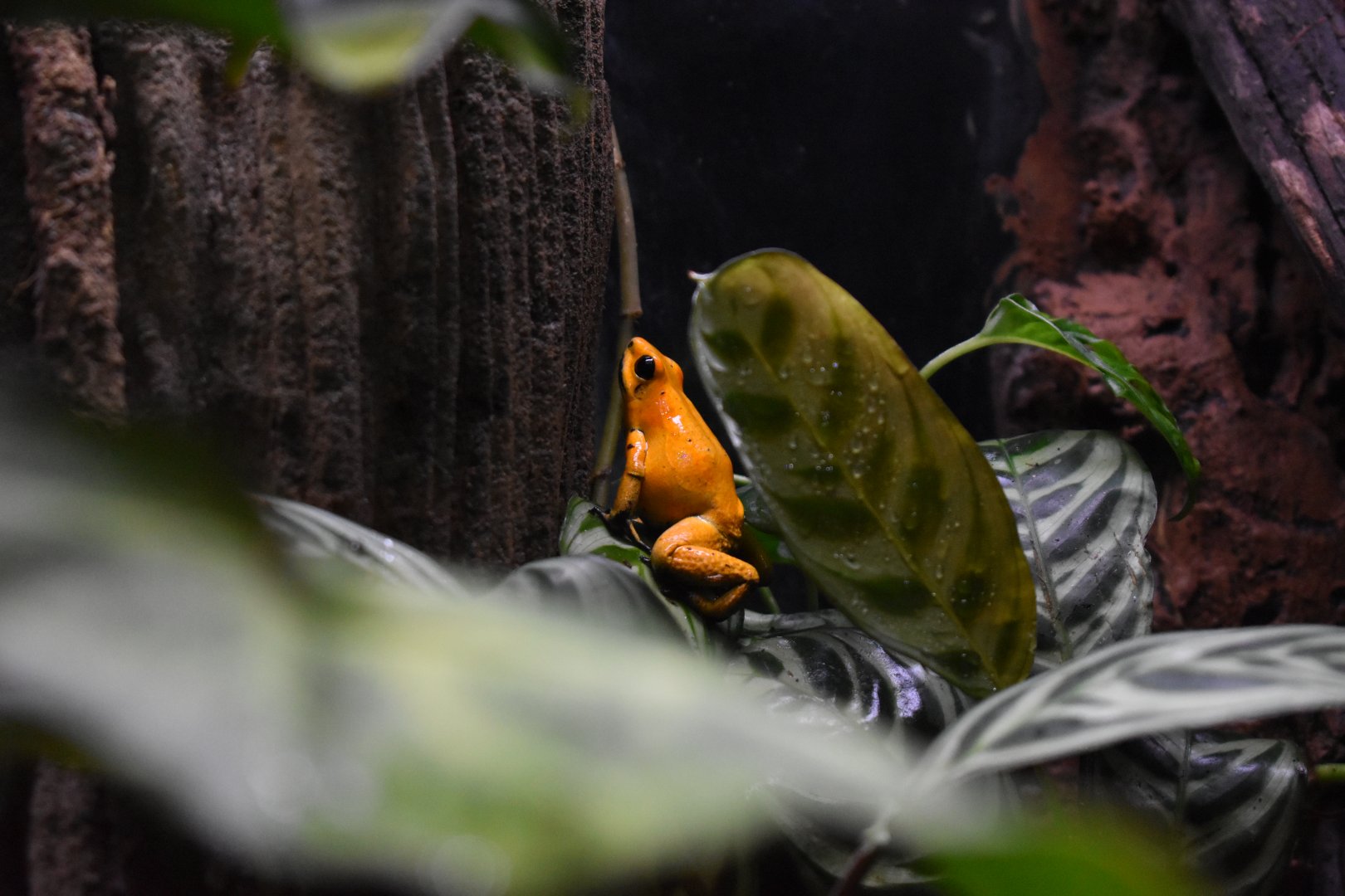 Poison Frog