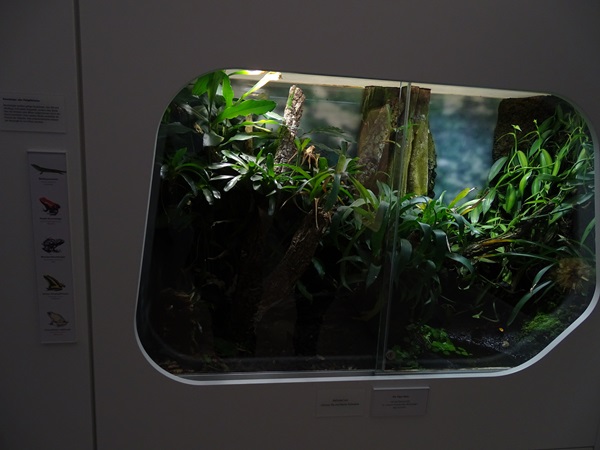 Poison frogs and anole terrarium