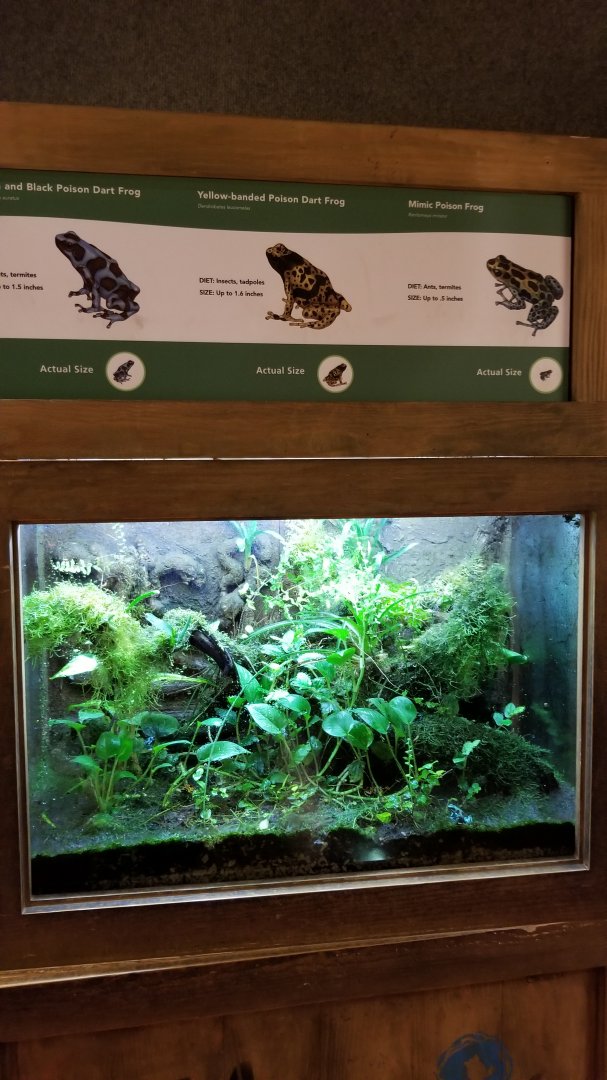 Poison frogs exhibit, in Science Shack #2