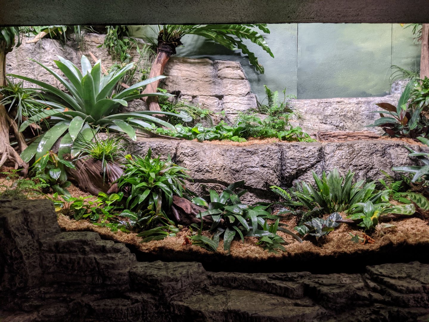 Poison frogs exhibit - reopening 31-08-2020