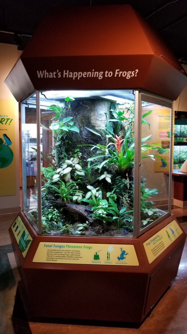 Poison Frogs Terranium, Amazonia