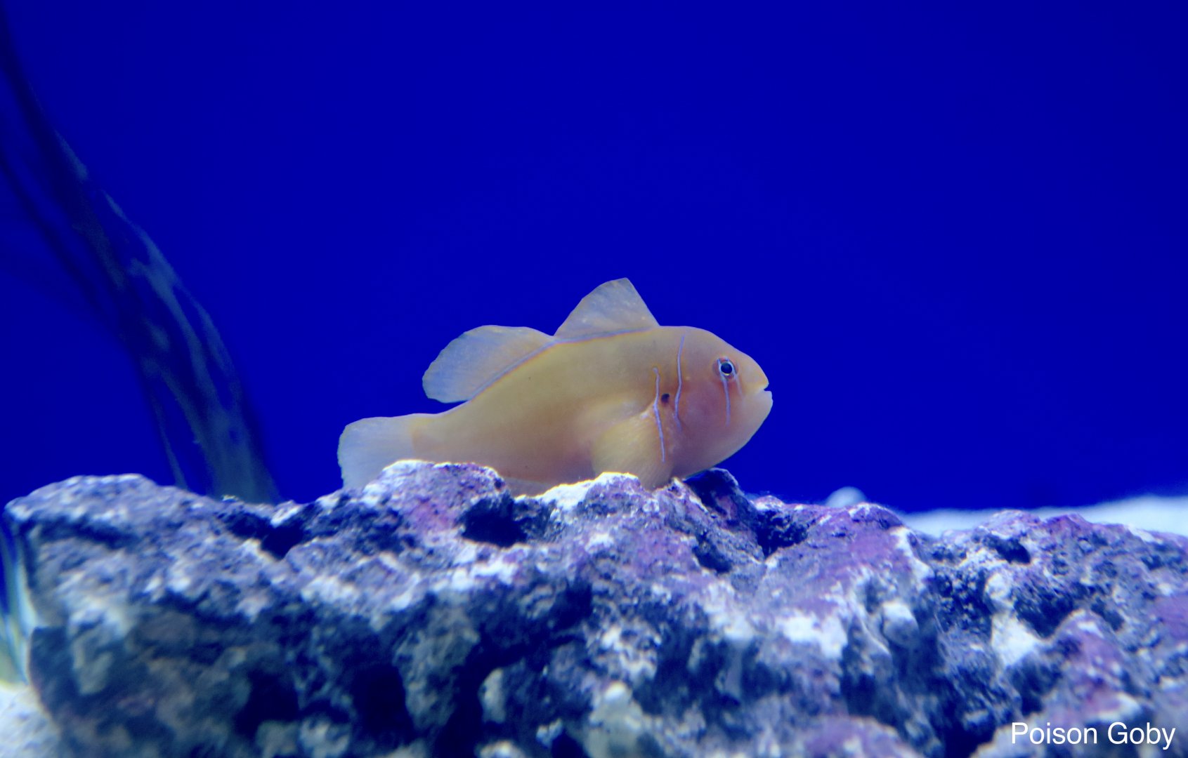 Poison Goby (Gobiodon citrinus)