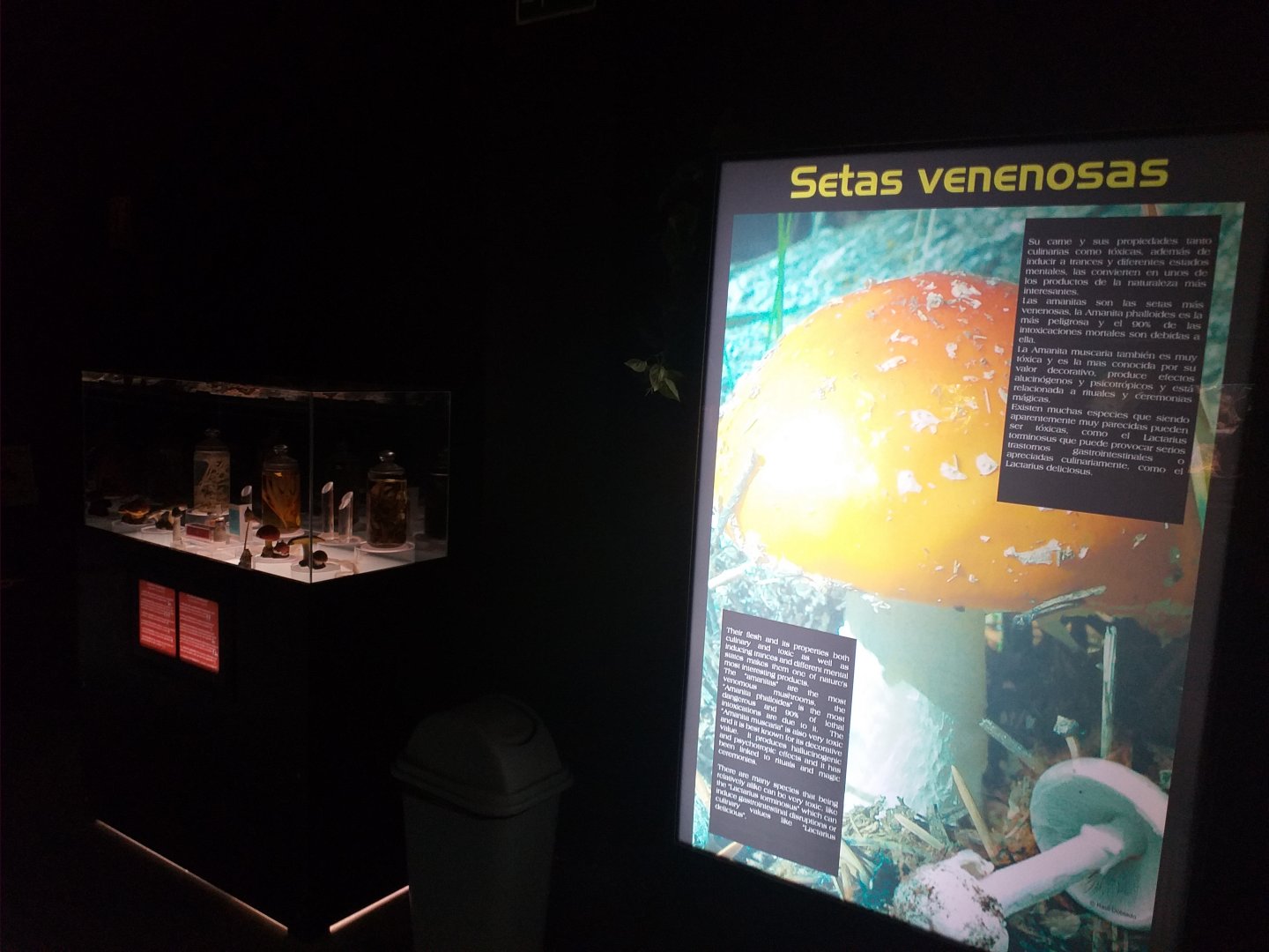 Poisonous mushroom display -TerraNatura Benidorm (2021)