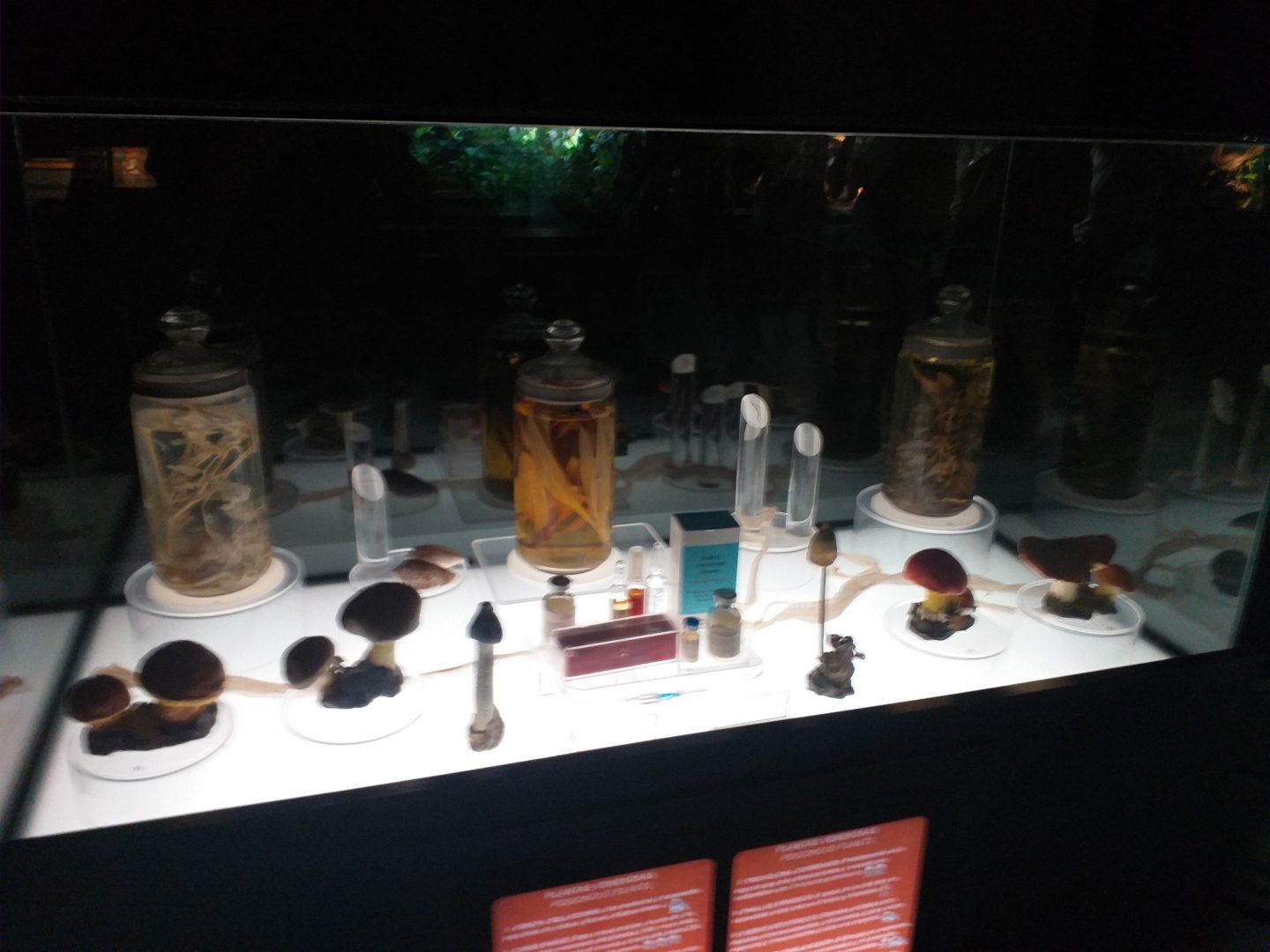 Poisonous mushroom display -TerraNatura Benidorm (2021)