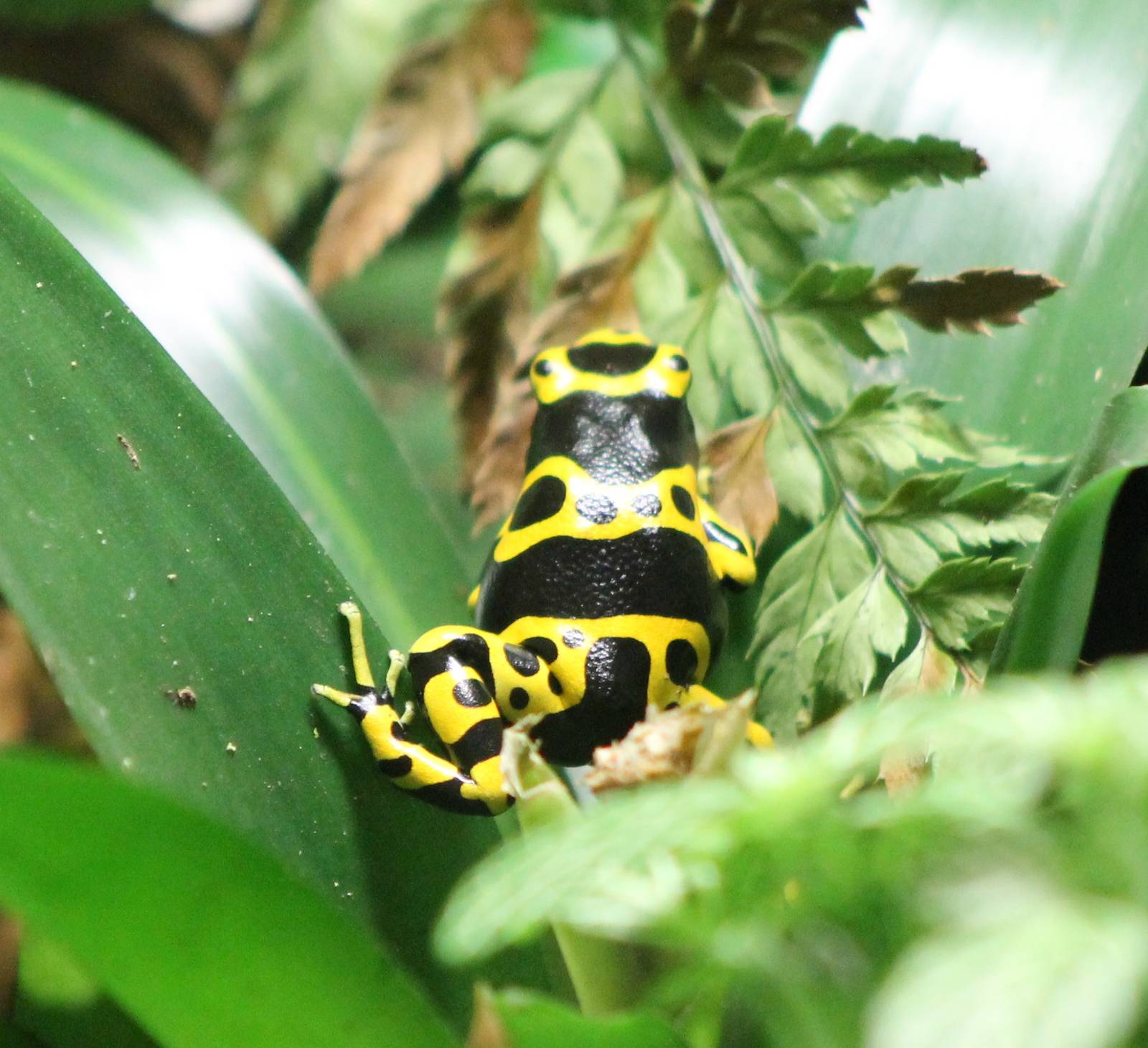 Poisson dart frog
