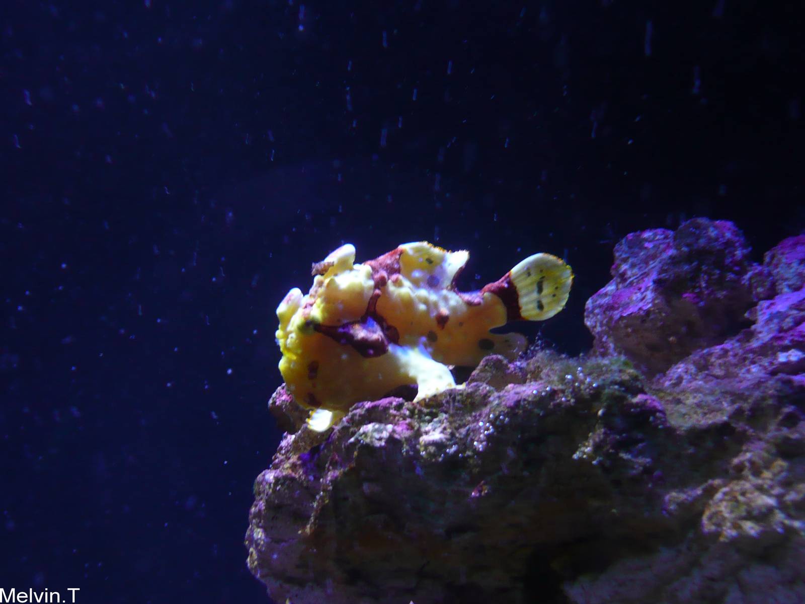 Poisson-grenouille verruqueux / Warty Frogfish (Antennarius maculatus)