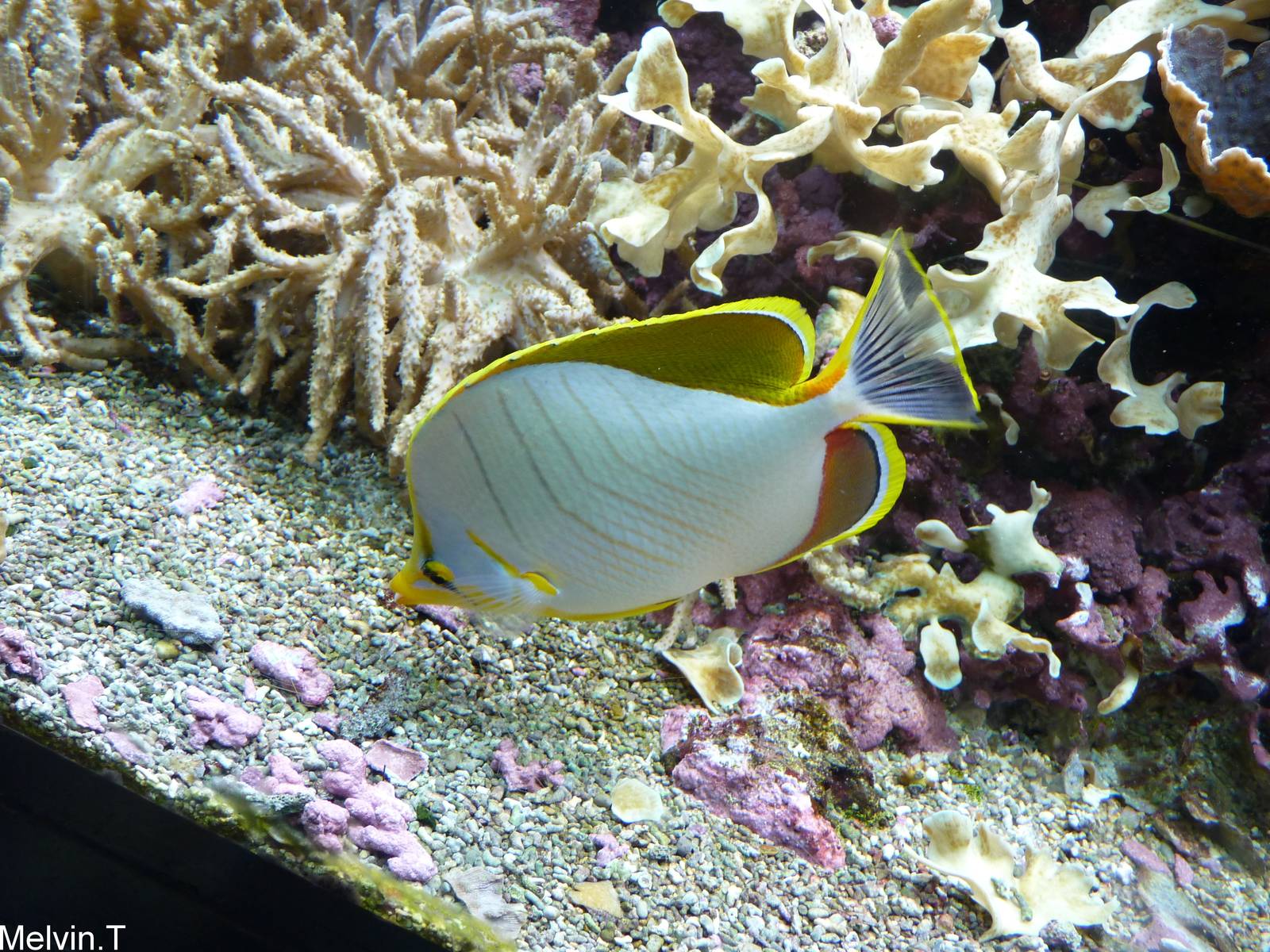 Poisson-papillon ? t?te jaune / Yellowhead butterflyfish (Chaetodon xanthoc