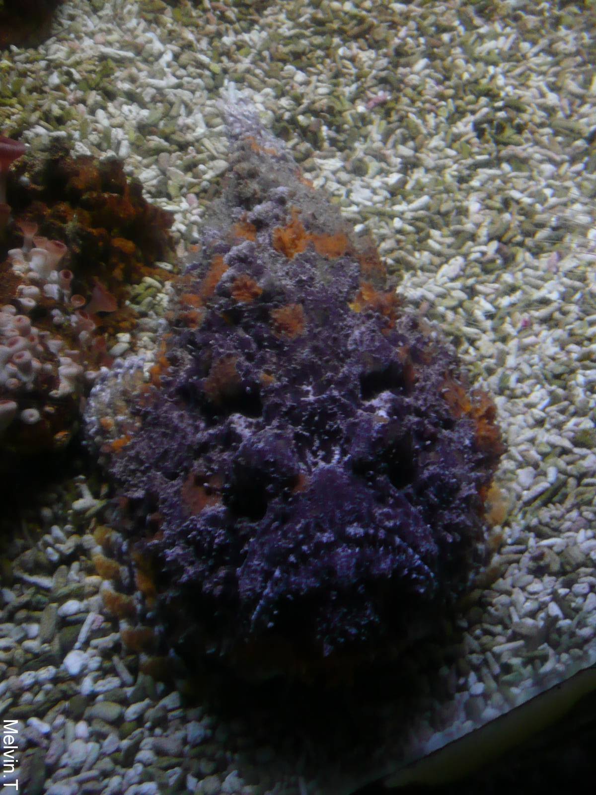 Poisson-pierre/Synanc?e (Synanceia verrucosa)