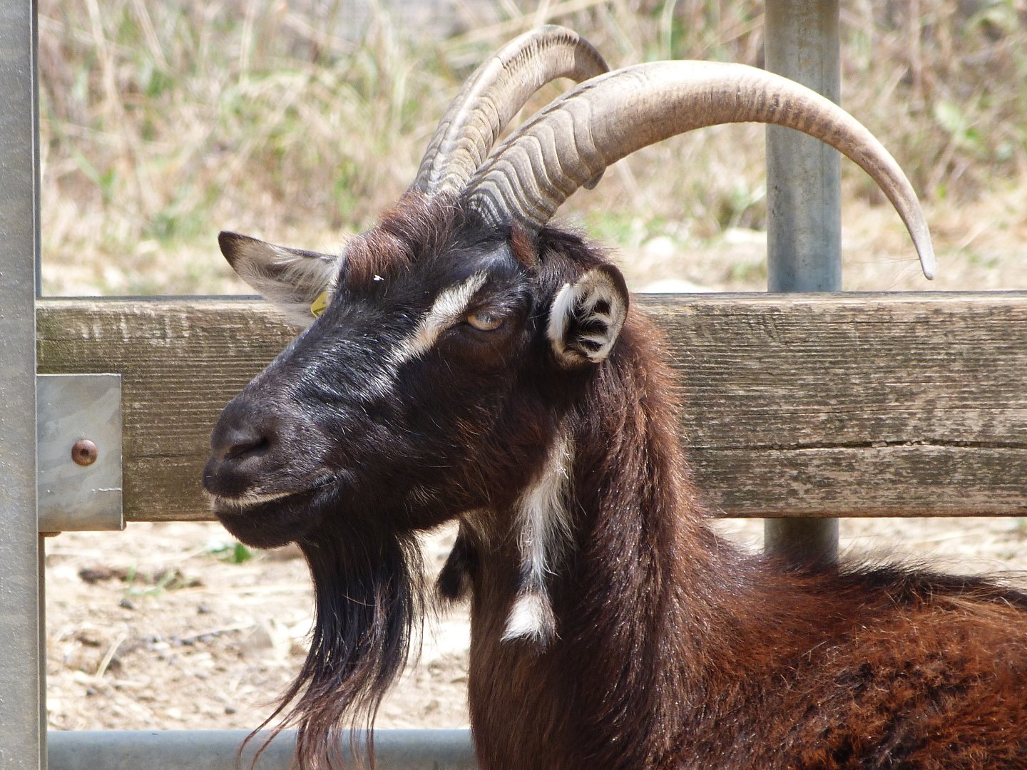 Poitevin goat -Zoodyssée (2025)