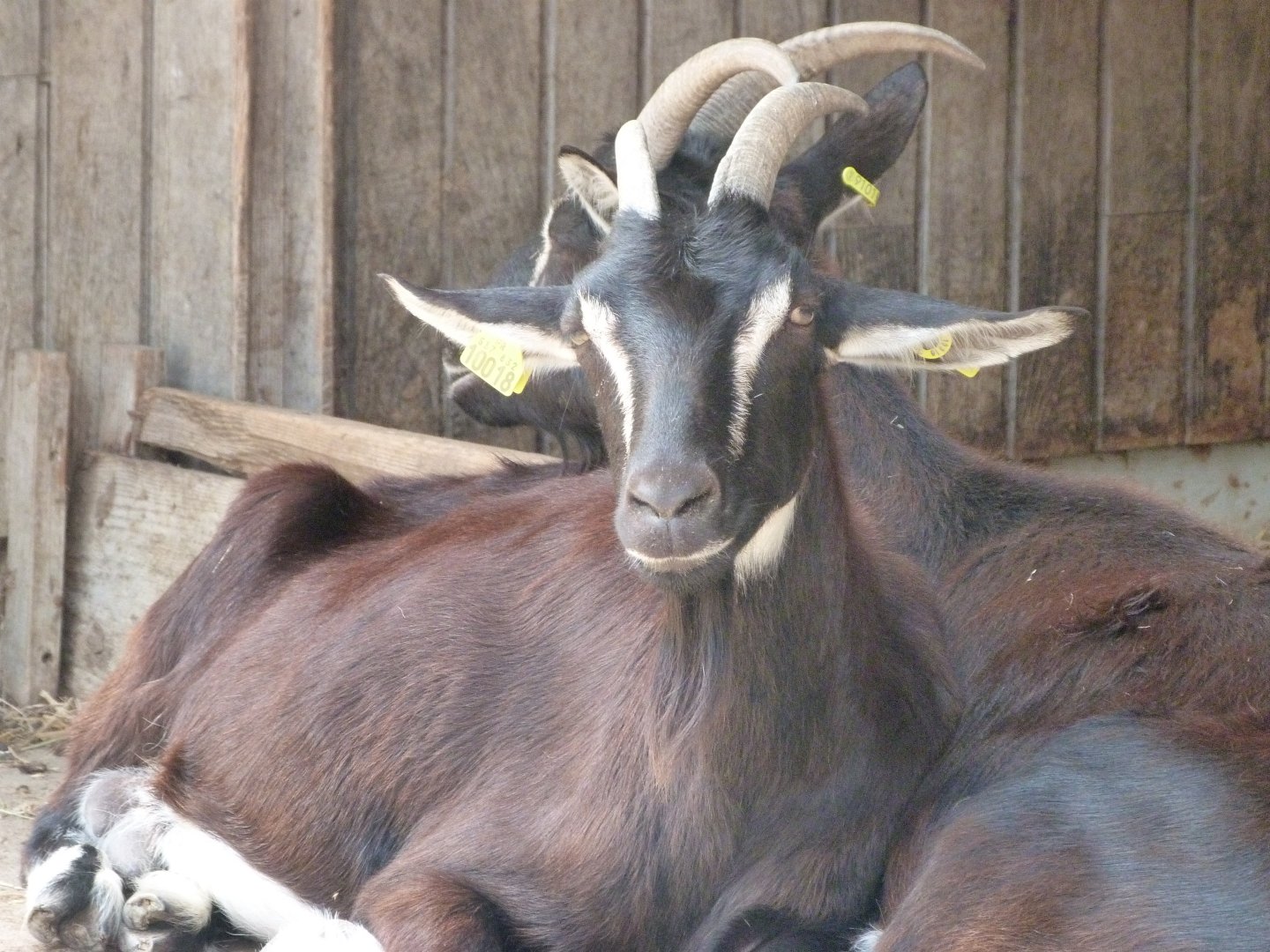 Poitevin goats -Zoodyssée (2025)