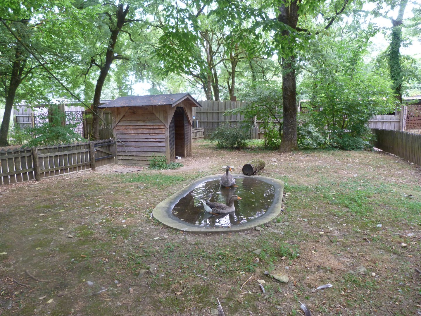 Poitevin marsh grey goose exhibit -Zoodyssée (2025)