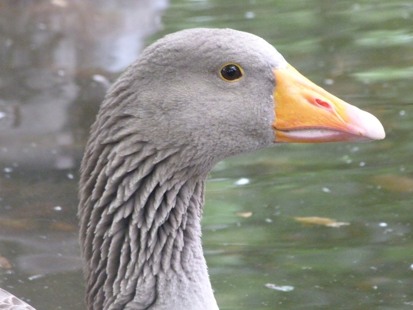 Poitevin marsh grey goose -Zoodyssée (2025)