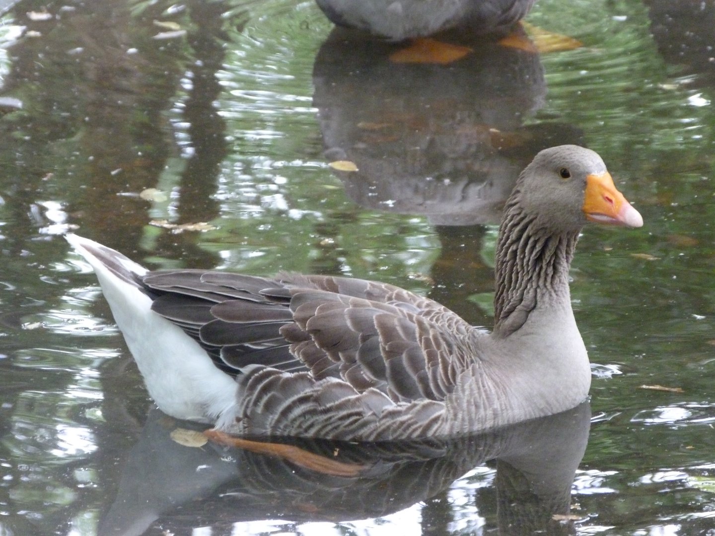 Poitevin marsh grey goose -Zoodyssée (2025)