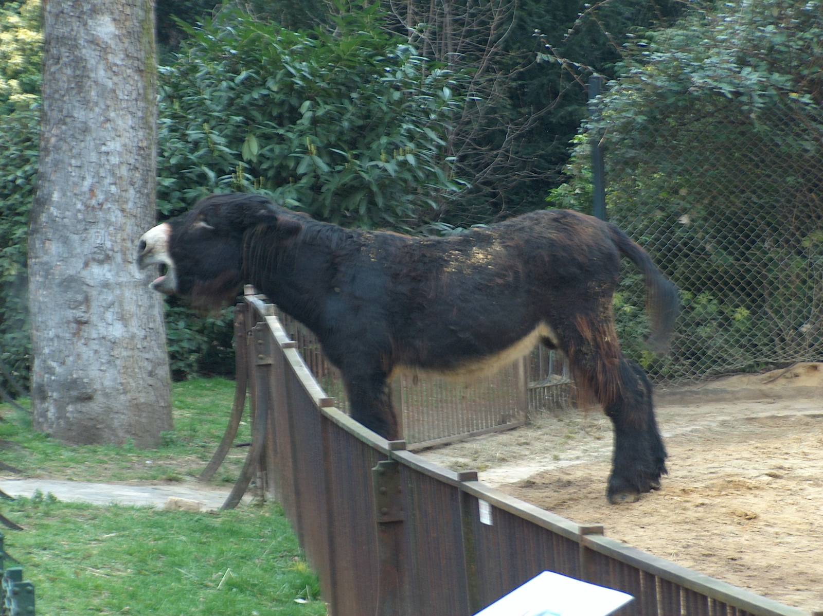 poitou ass jardin des plantes march 2008