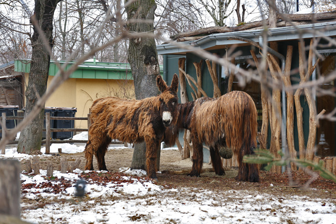 poitou (domestic donkey breed)