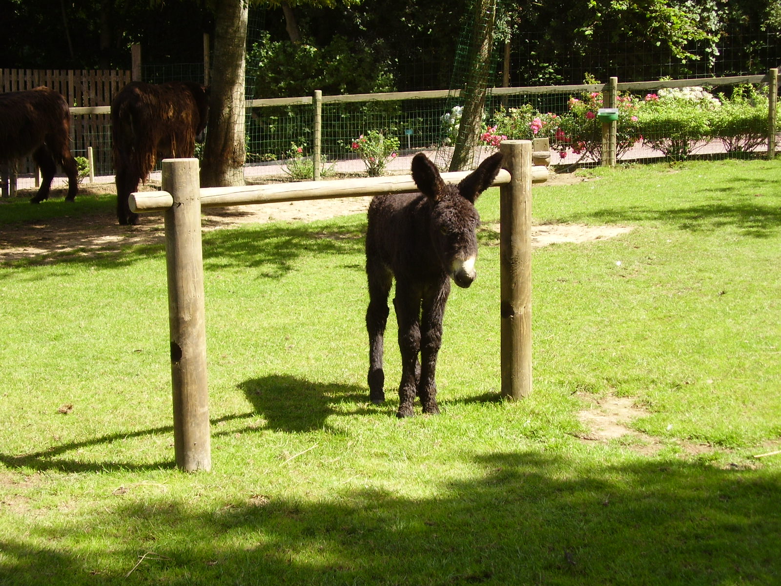 Poitou Donkey - 2007