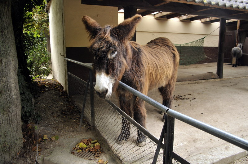 Poitou donkey at Hagenbeck, Hamburg
