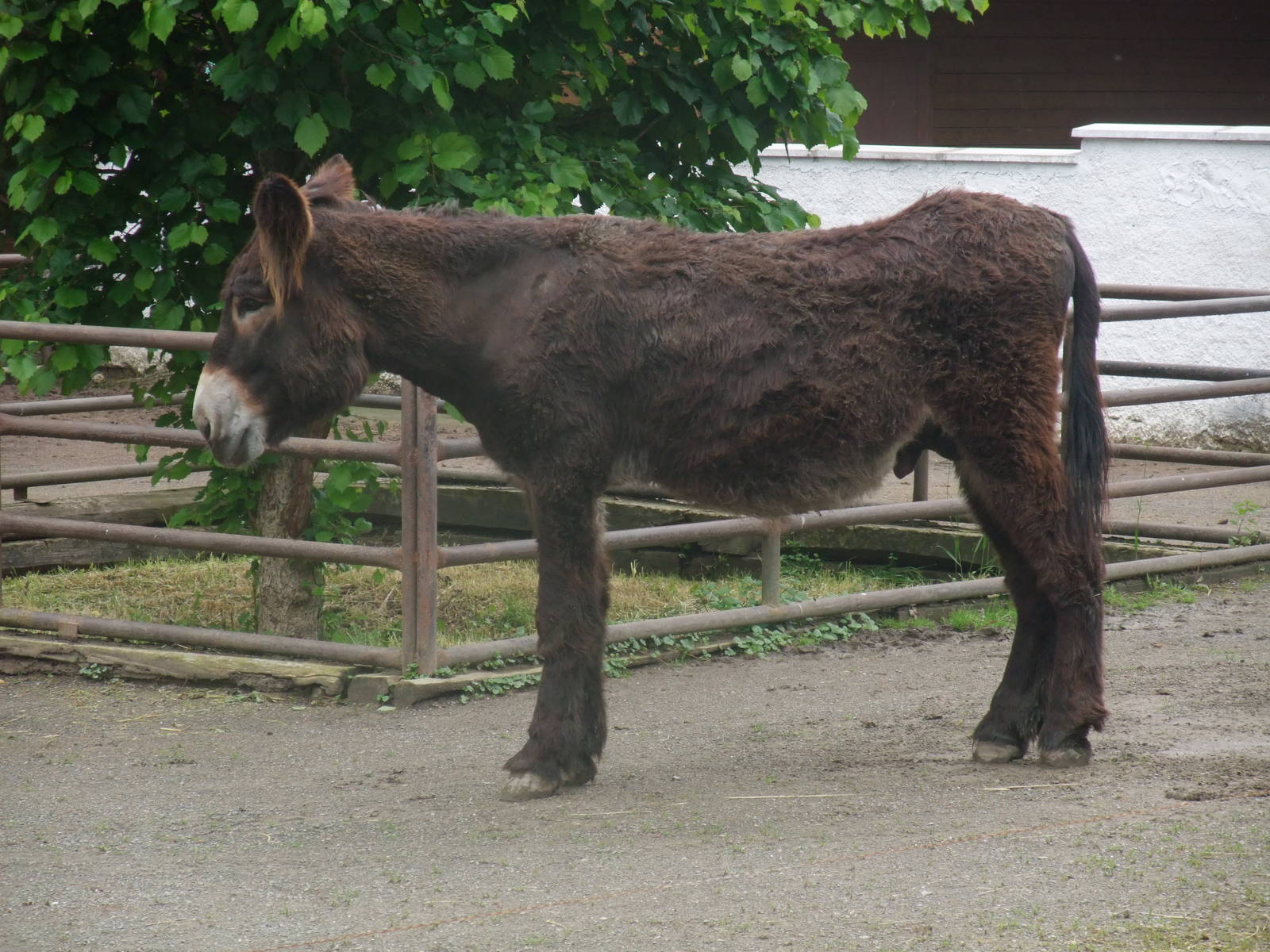 Poitou Donkey at Vyskov, 30/05/10