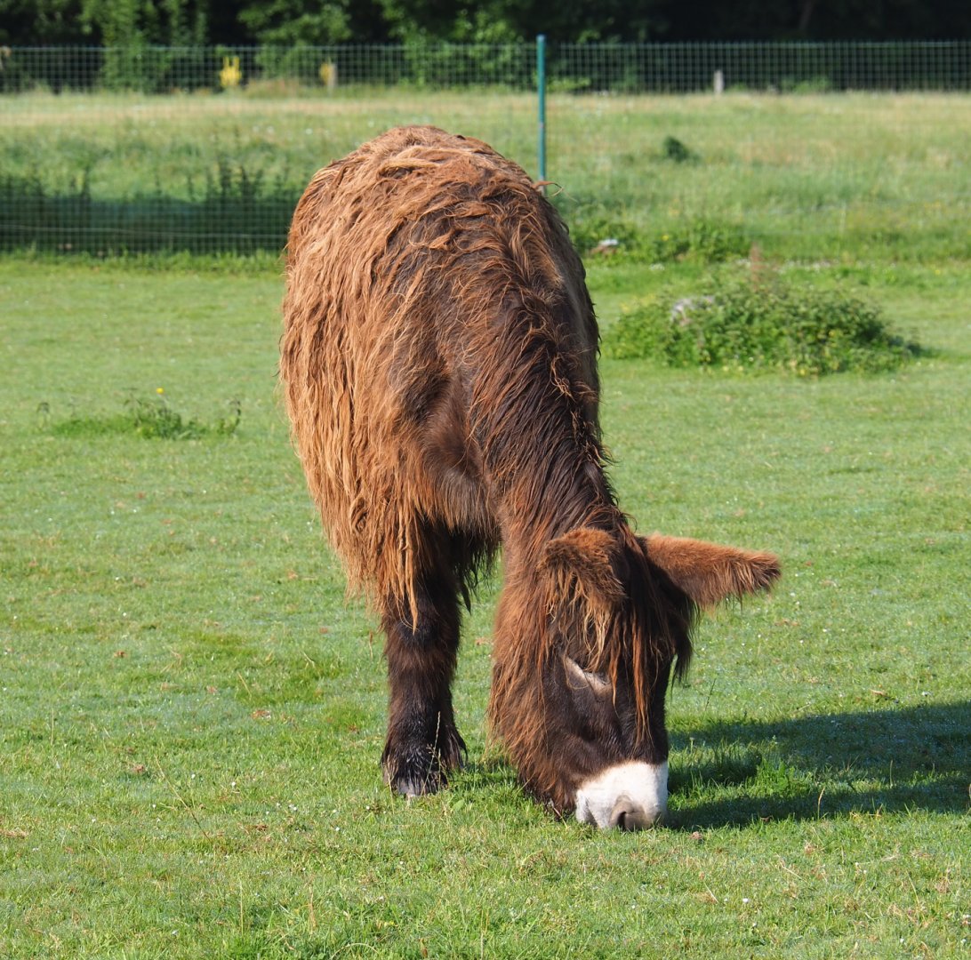 Poitou donkey (Equus africanus asinus), 2021-08-15