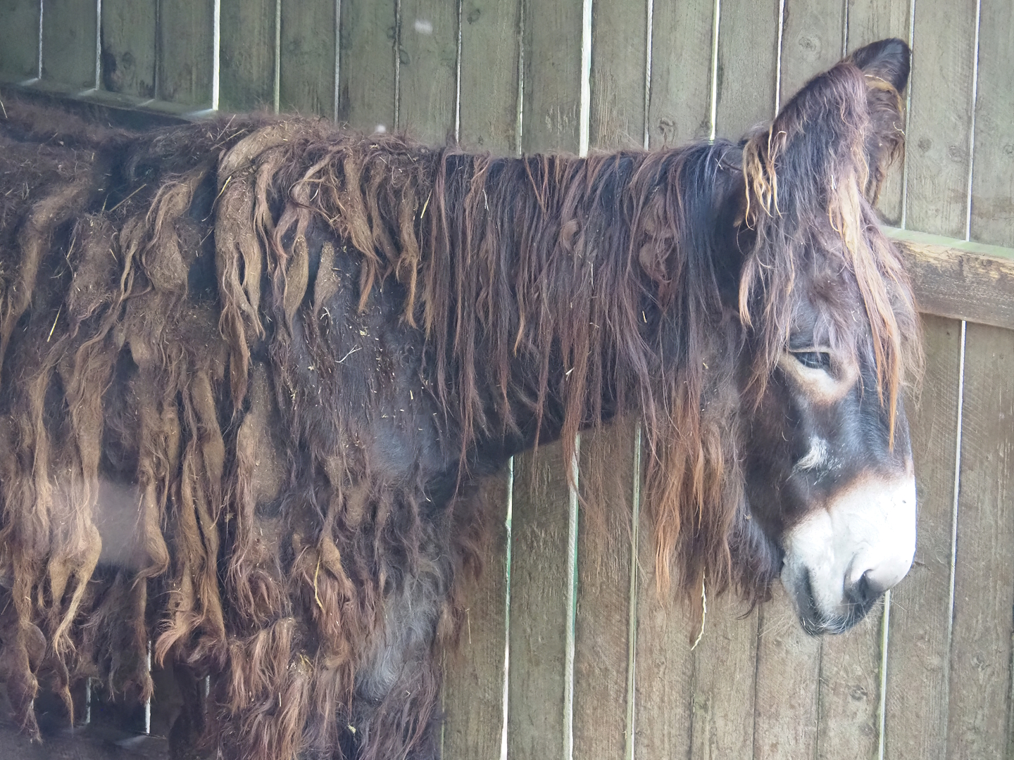 Poitou donkey (Equus africanus asinus), 2023-06-24