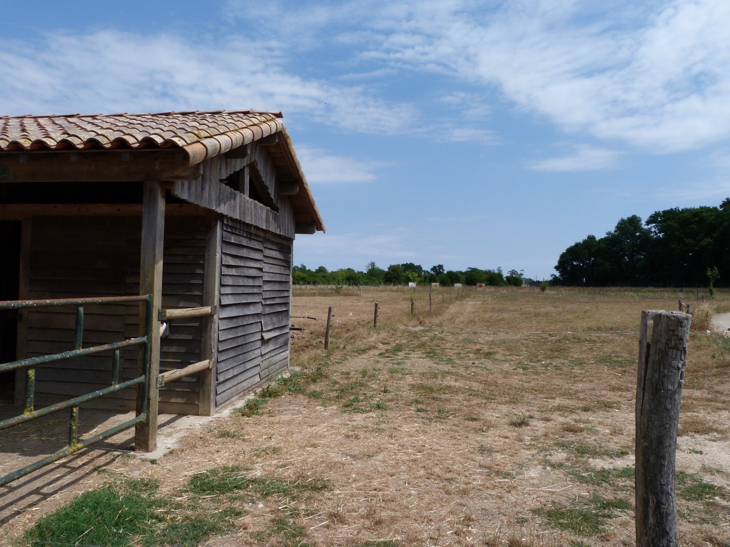 Poitou donkey exhibits -Zoodyssée (2025)