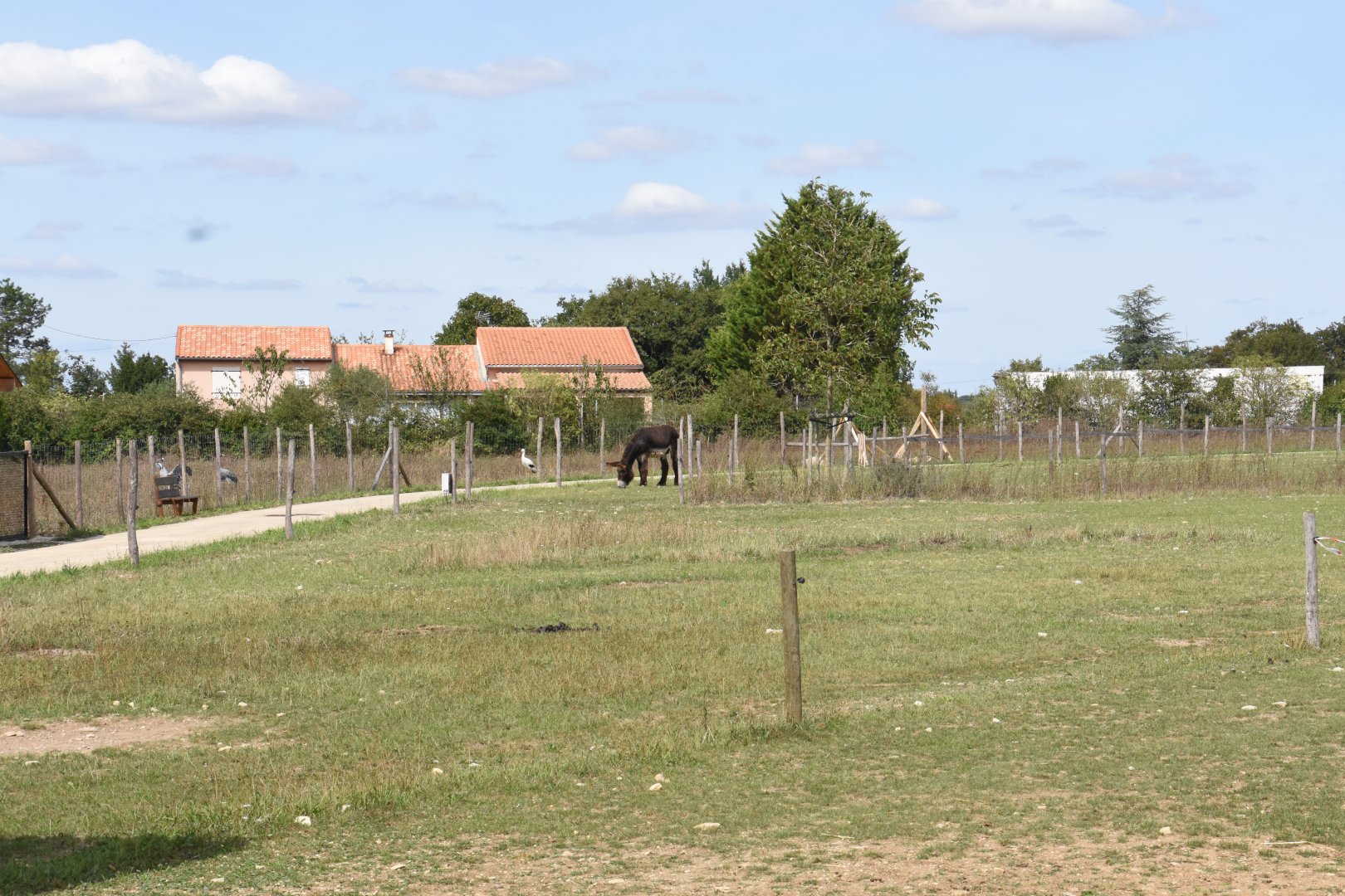 Poitou Donkey paddock
