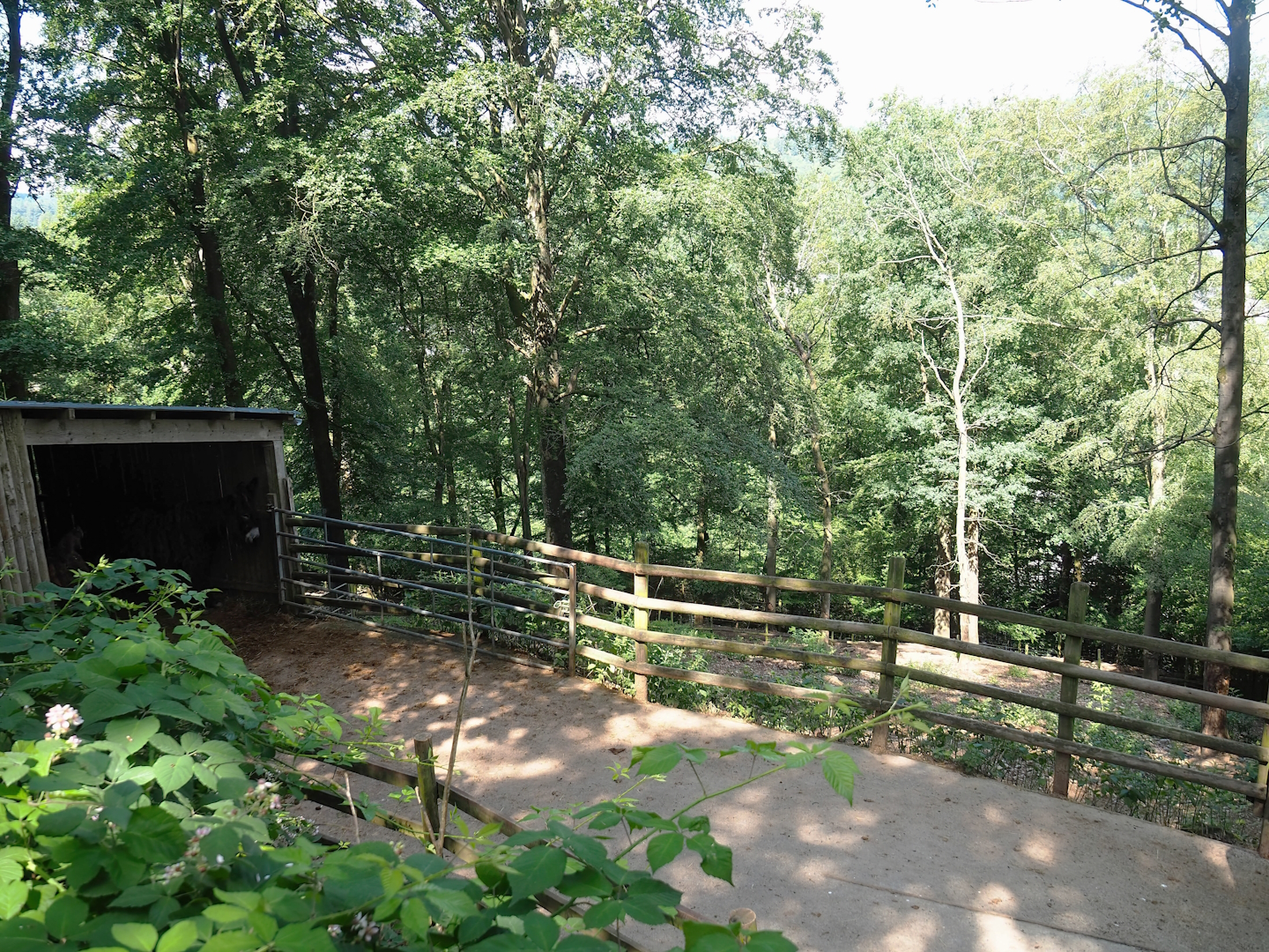 Poitou donkey shelter, hardstand and paddock, 2023-06-24