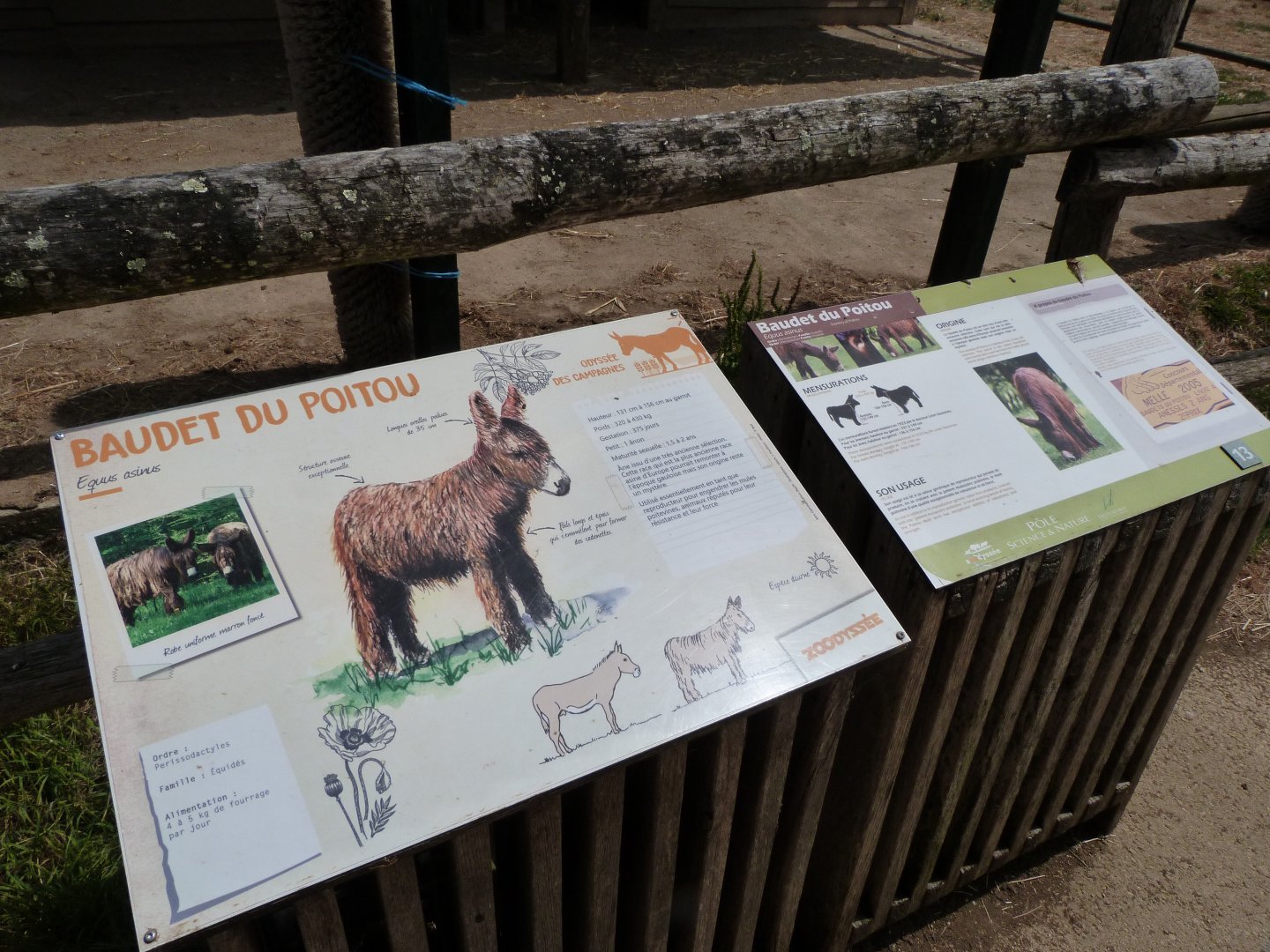 Poitou donkey signs -Zoodyssée (2025)