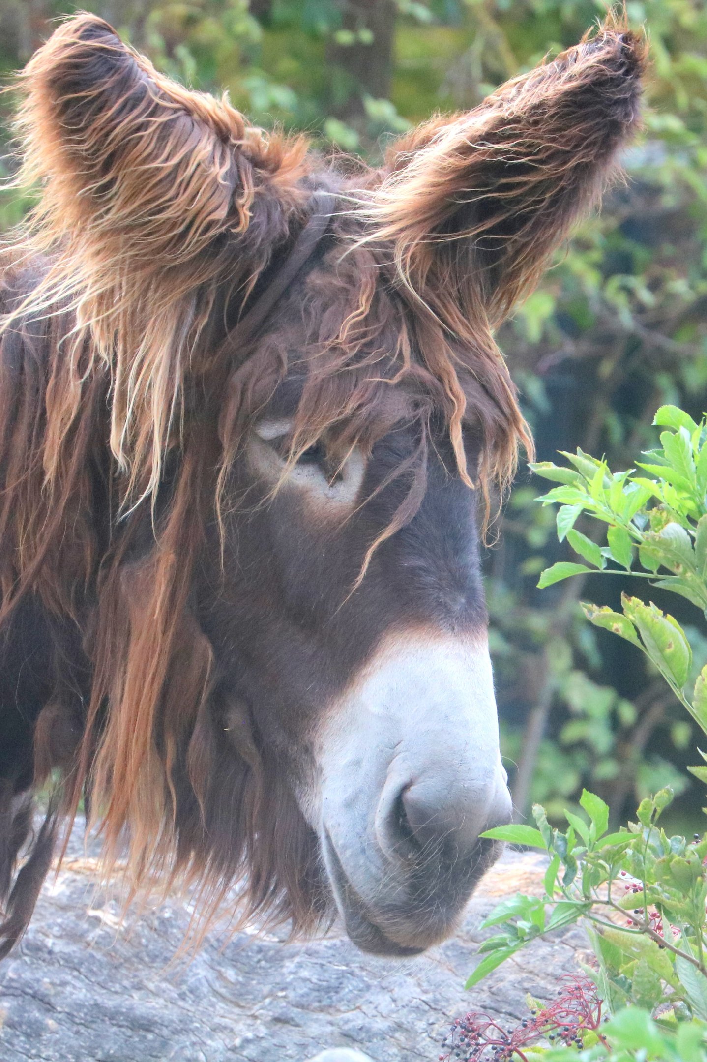Poitou donkey; Stuttgart; 5th September 2019