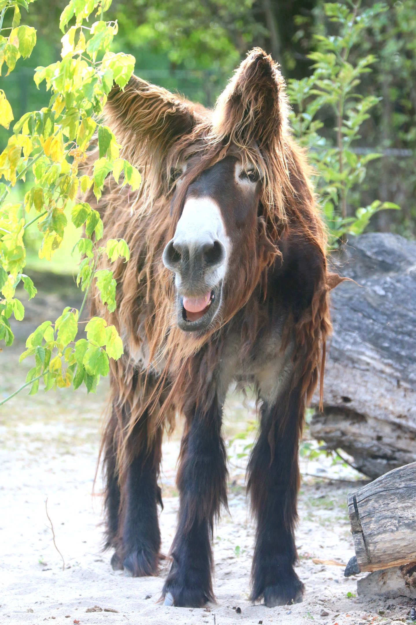 Poitou donkey; Stuttgart; 5th September 2019