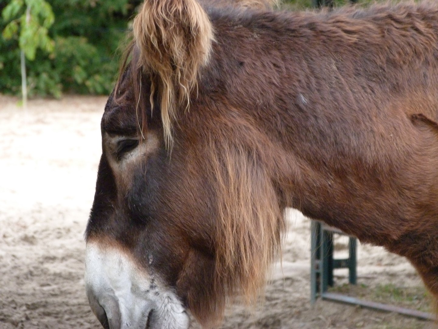 Poitou donkey -Tierpark Berlin (2024)