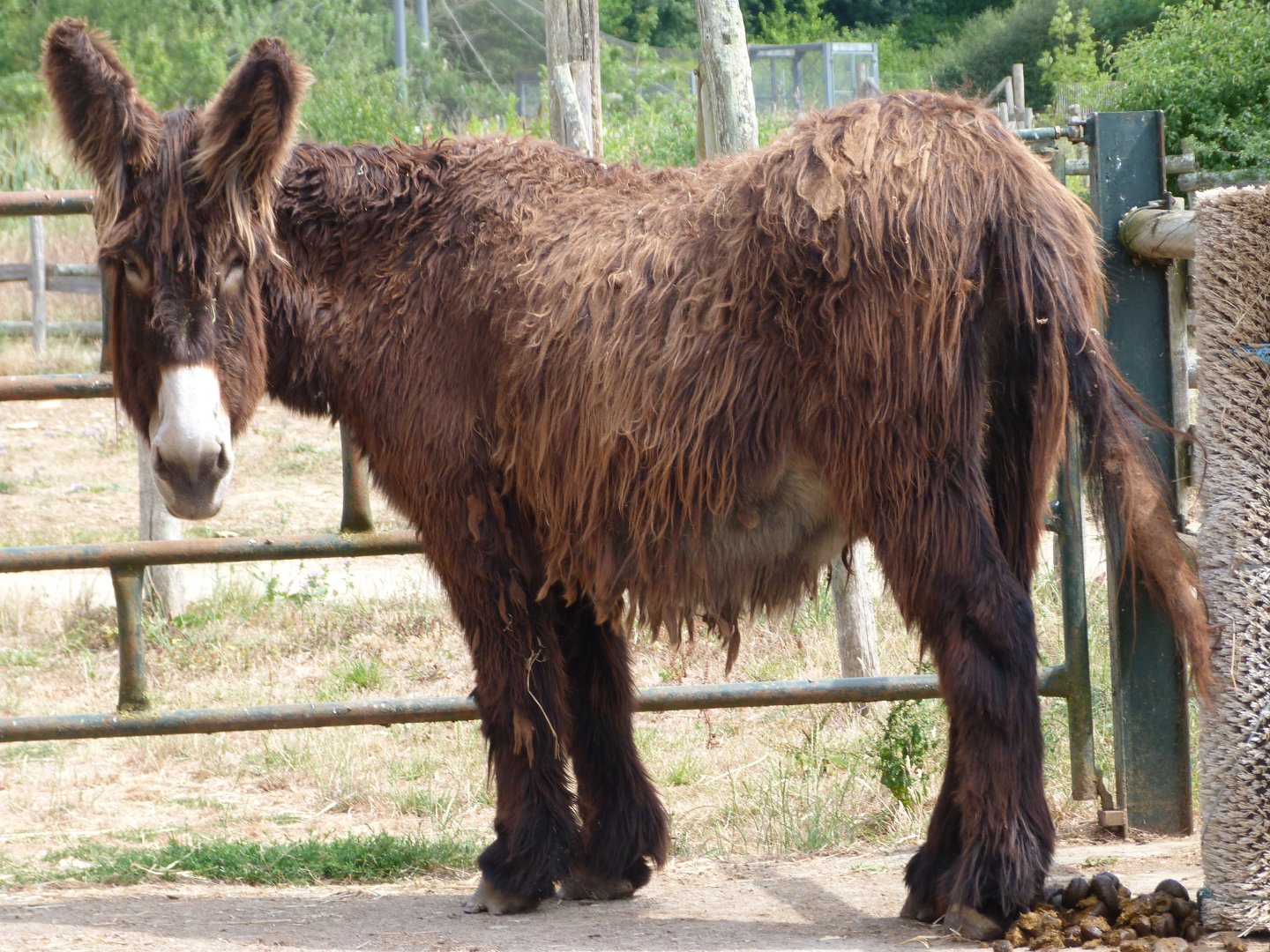Poitou donkey -Zoodyssée (2025)