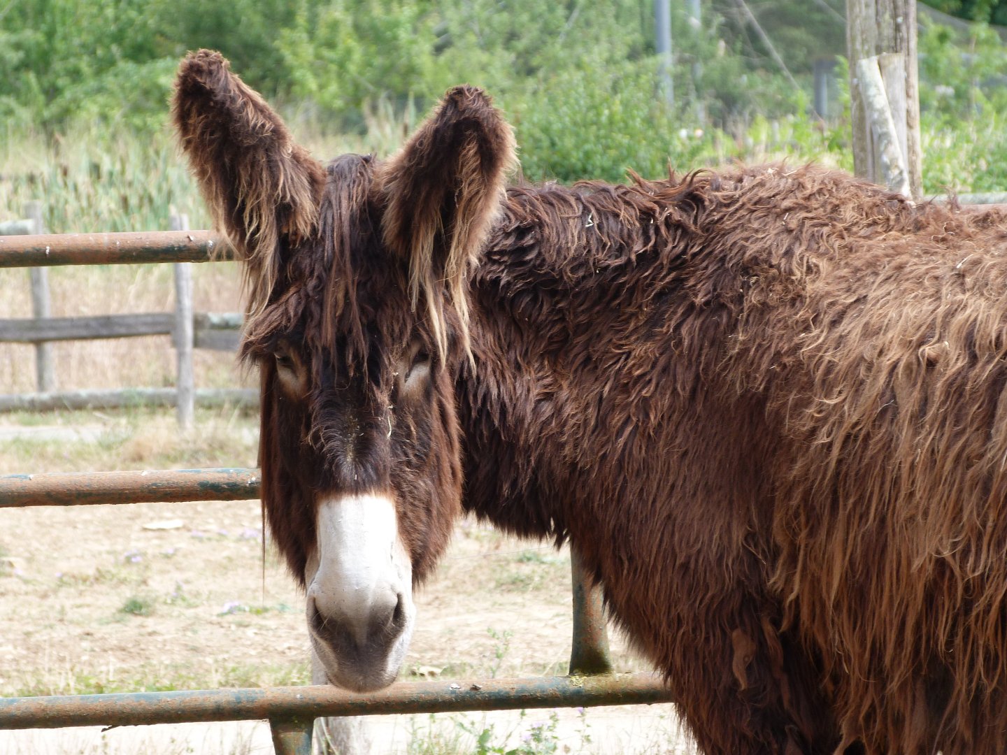 Poitou donkey -Zoodyssée (2025)
