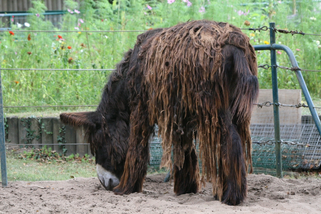 Poitou Donkey