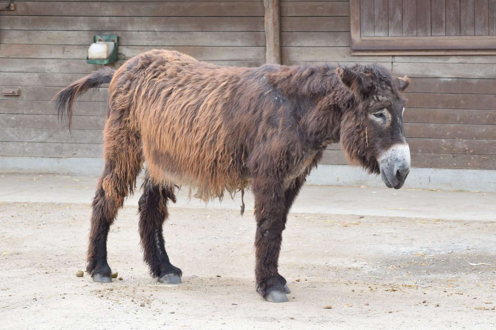 Poitou donkey
