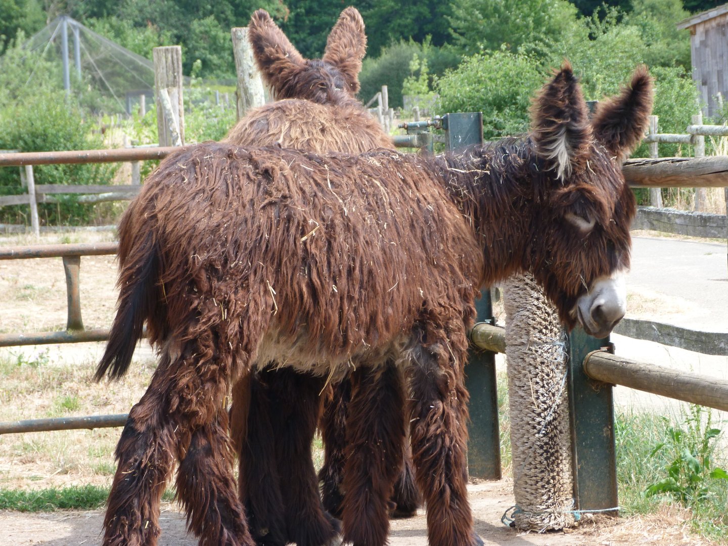 Poitou donkeys -Zoodyssée (2025)