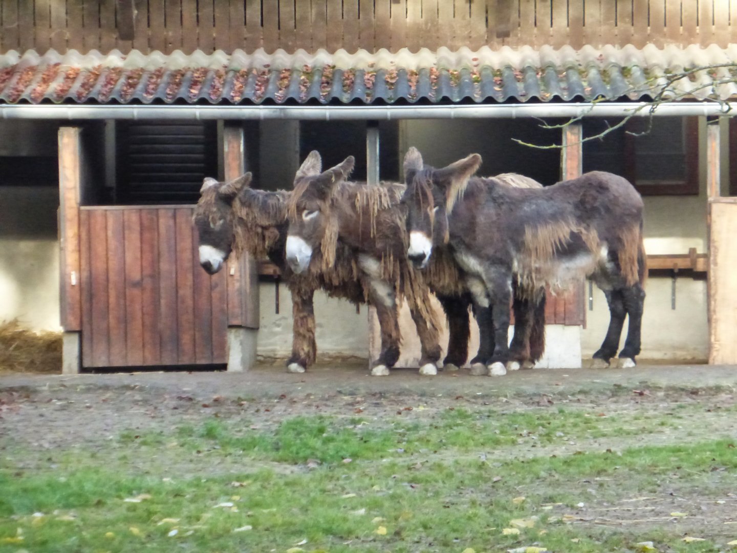 Poitou donkeys