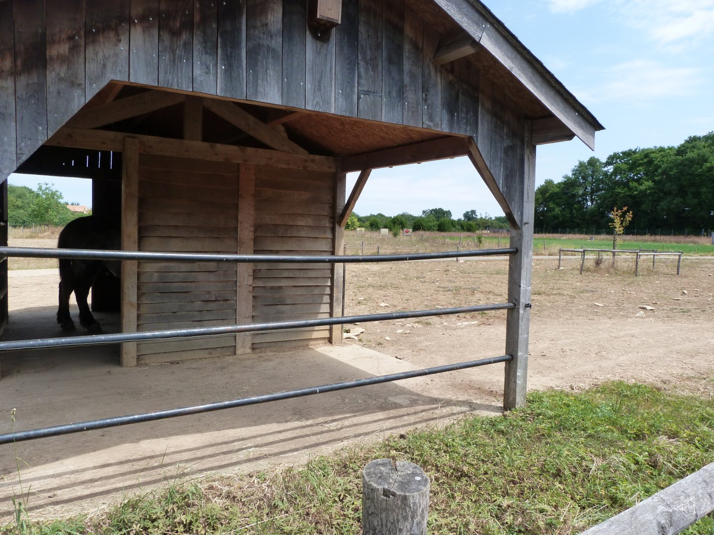 Poitou mule exhibit -Zoodyssée (2025)