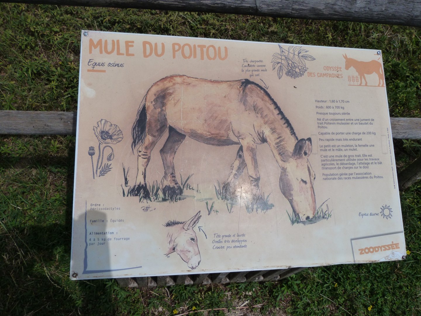 Poitou mule sign -Zoodyssée (2025)