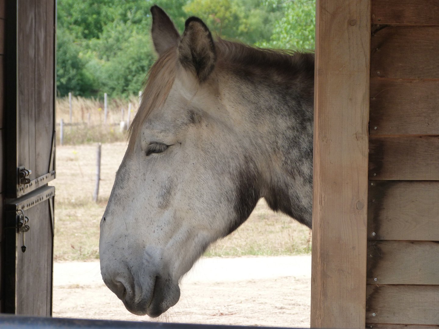 Poitou mule -Zoodyssée (2025)