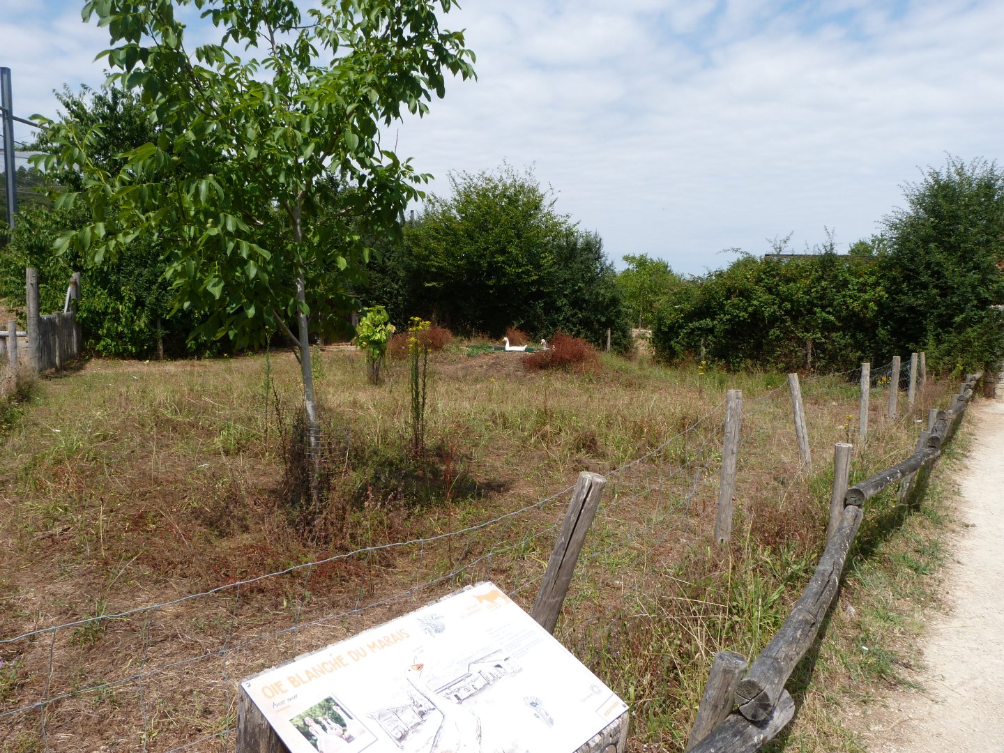 Poitou white goose exhibit -Zoodyssée (2025)