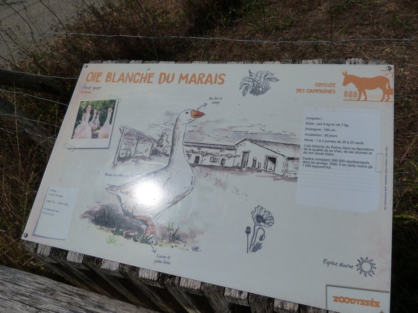 Poitou white goose sign -Zoodyssée (2025)