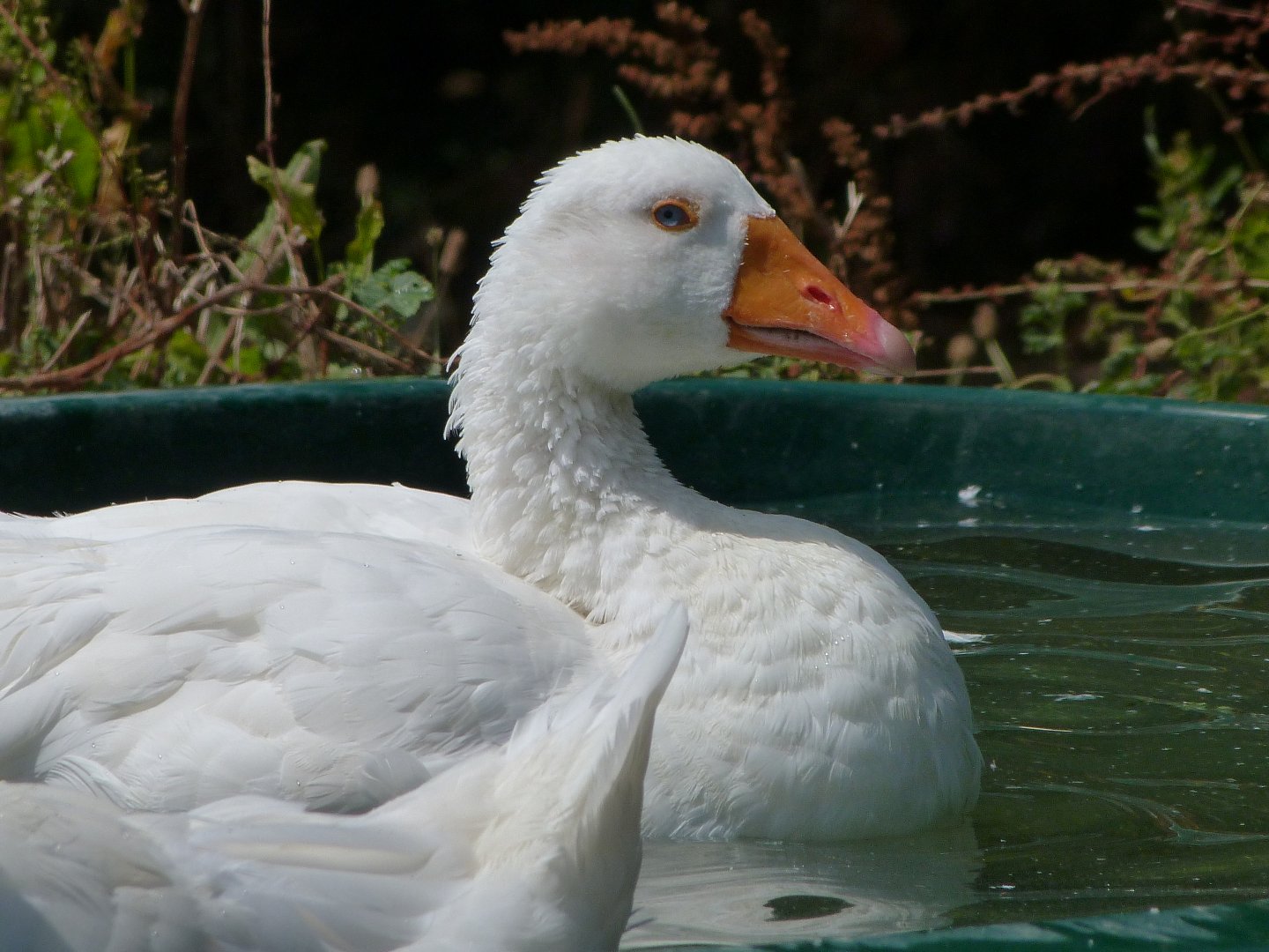Poitou white goose -Zoodyssée (2025)