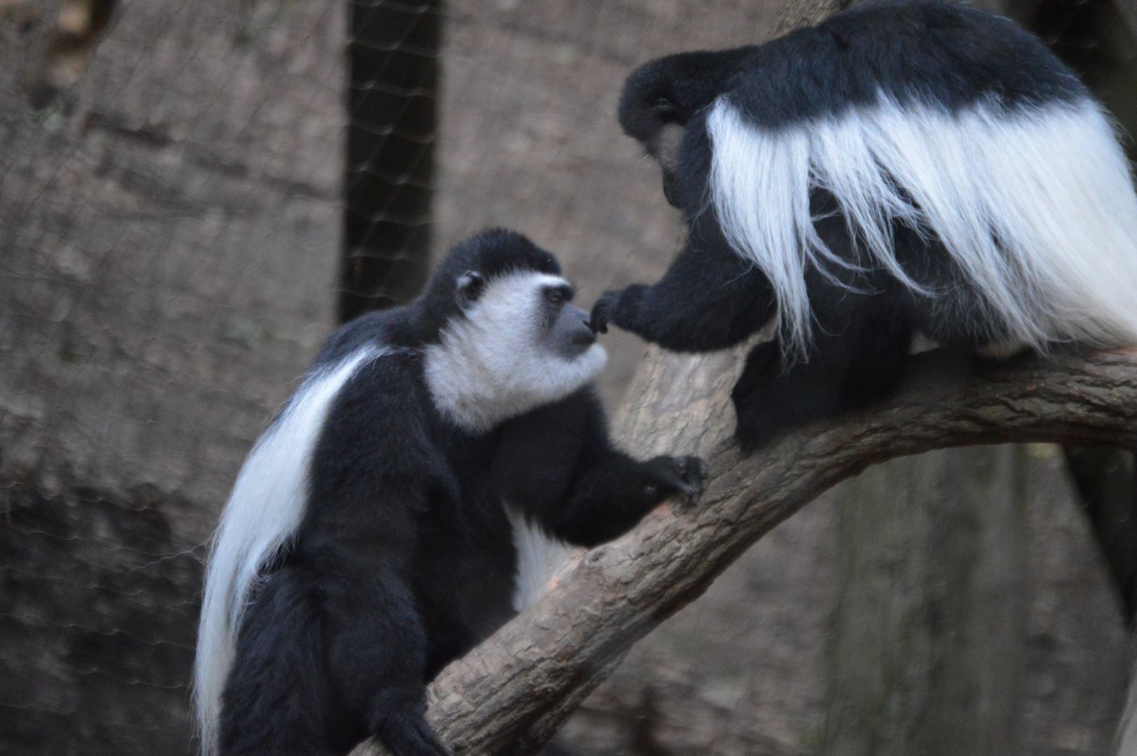 *poke* Colobus guereza kikuyuensis