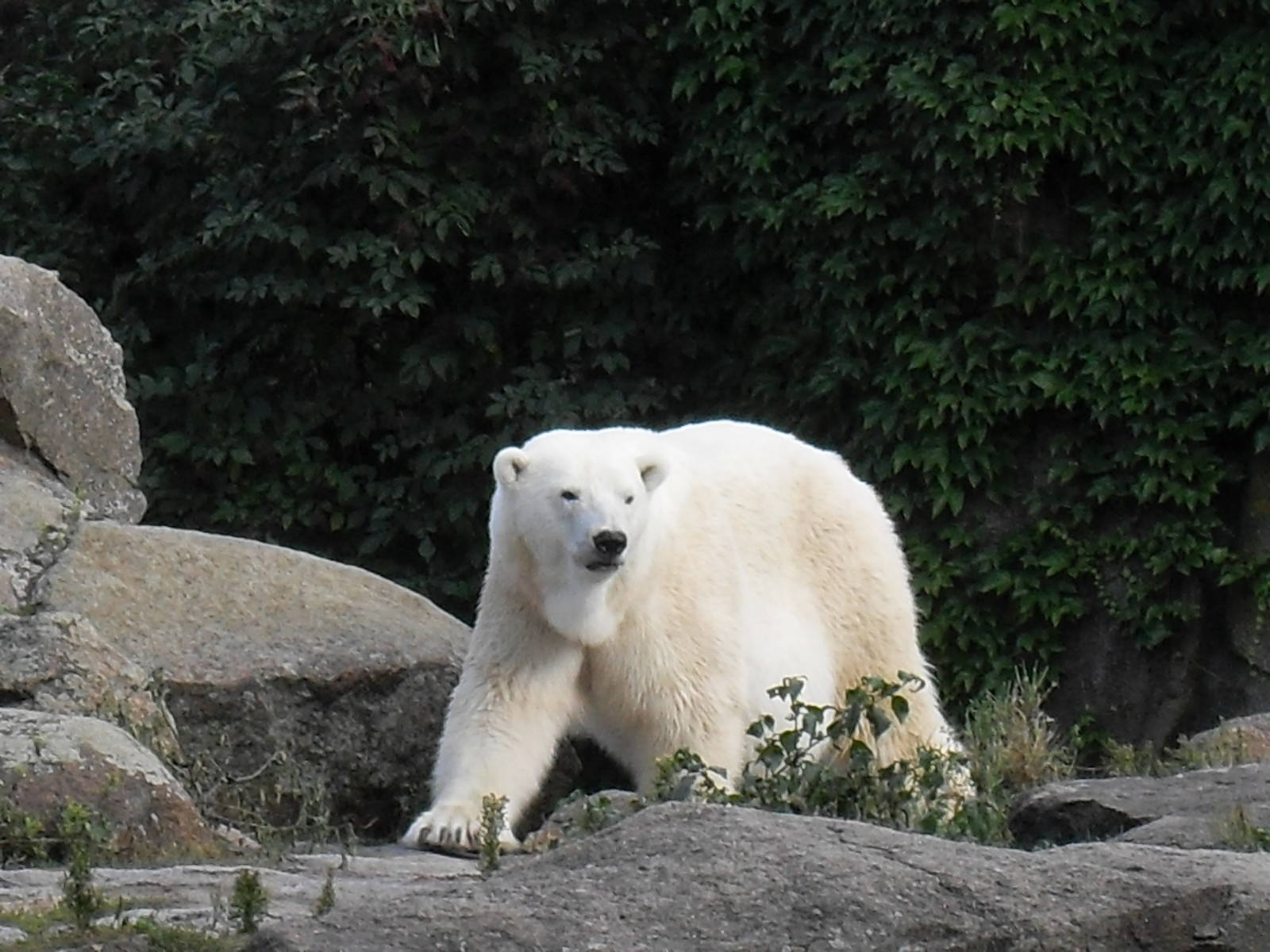 polar bear 030910