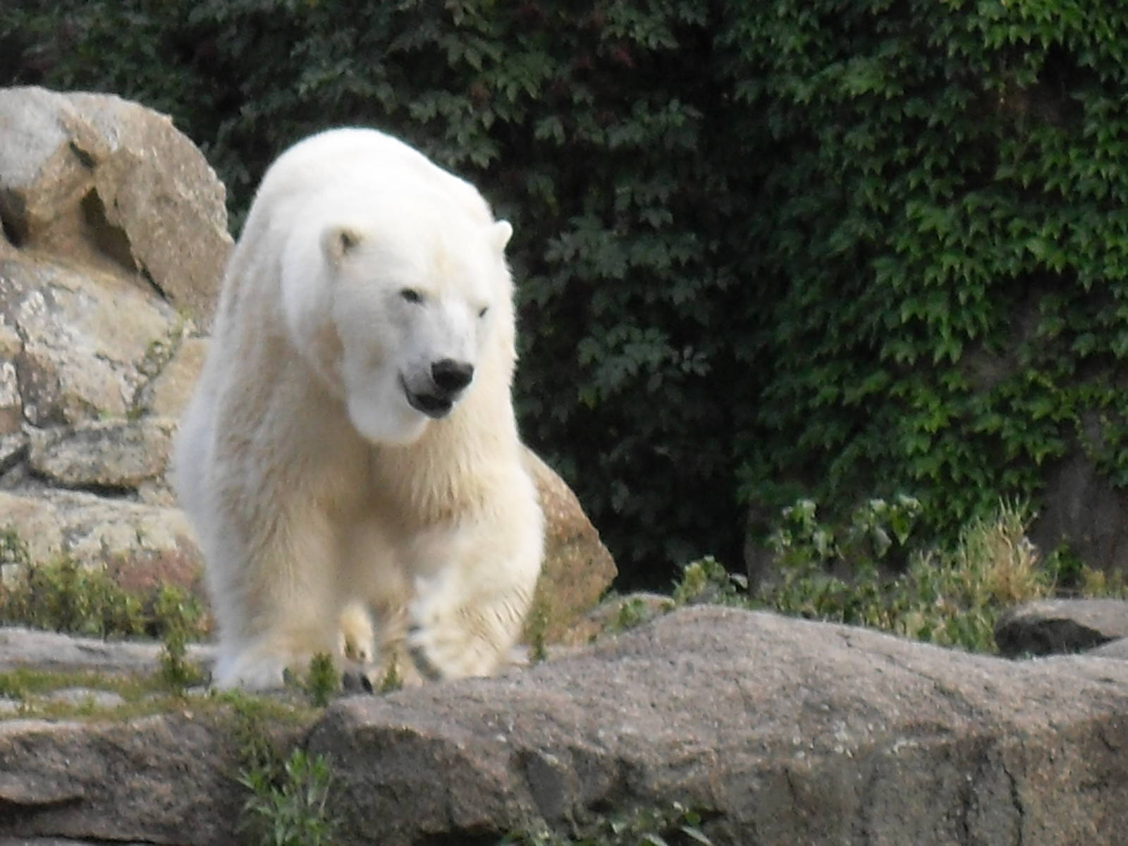 polar bear 030910