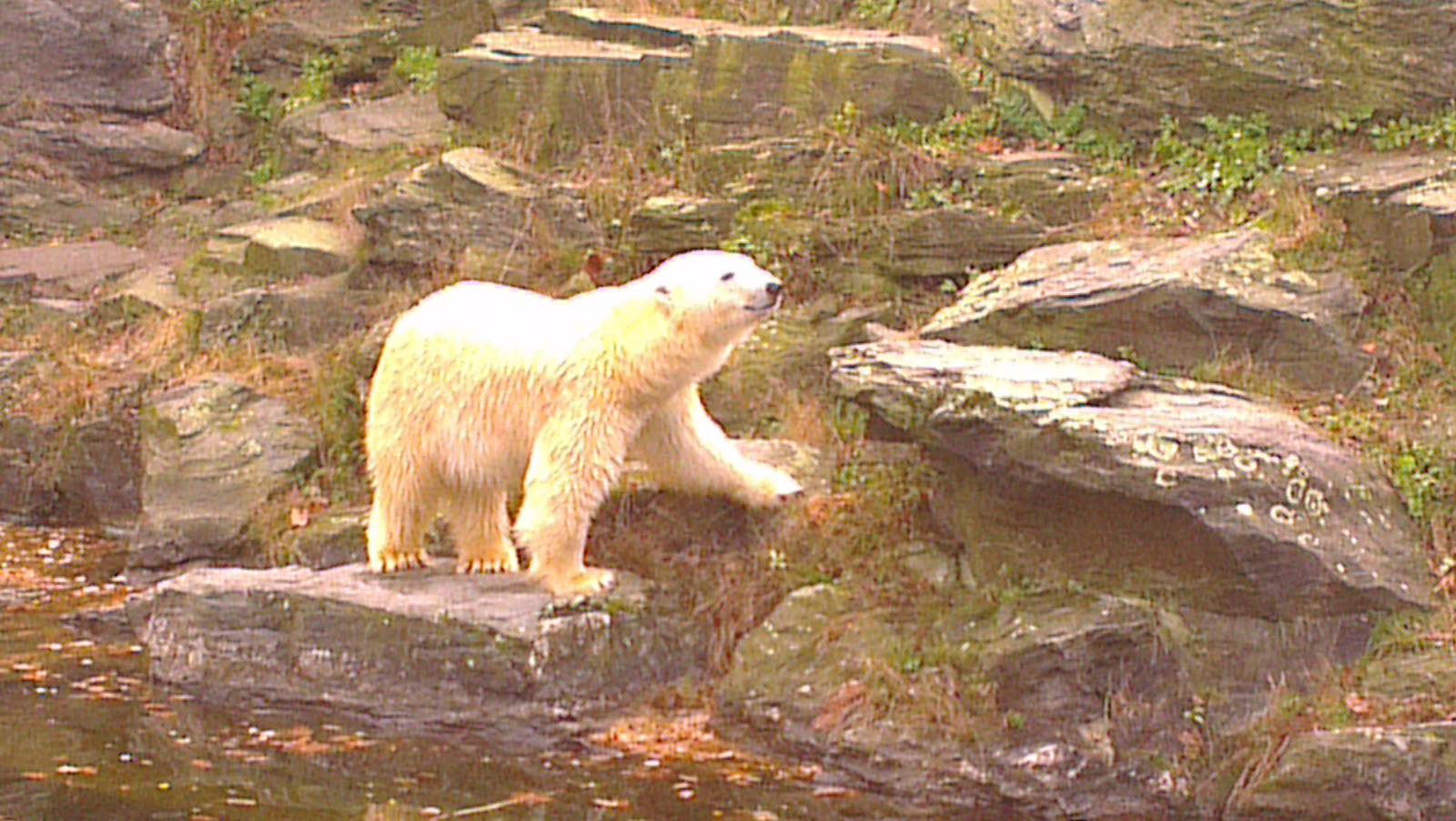 Polar Bear 031213