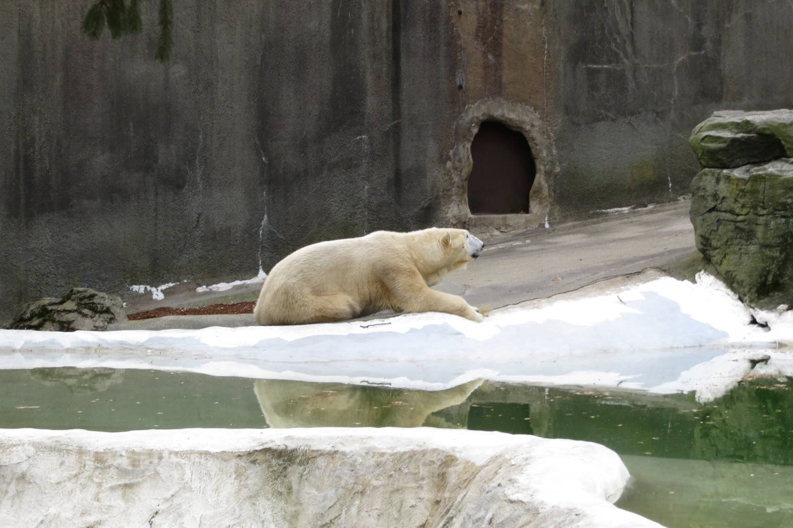 Polar Bear 031215