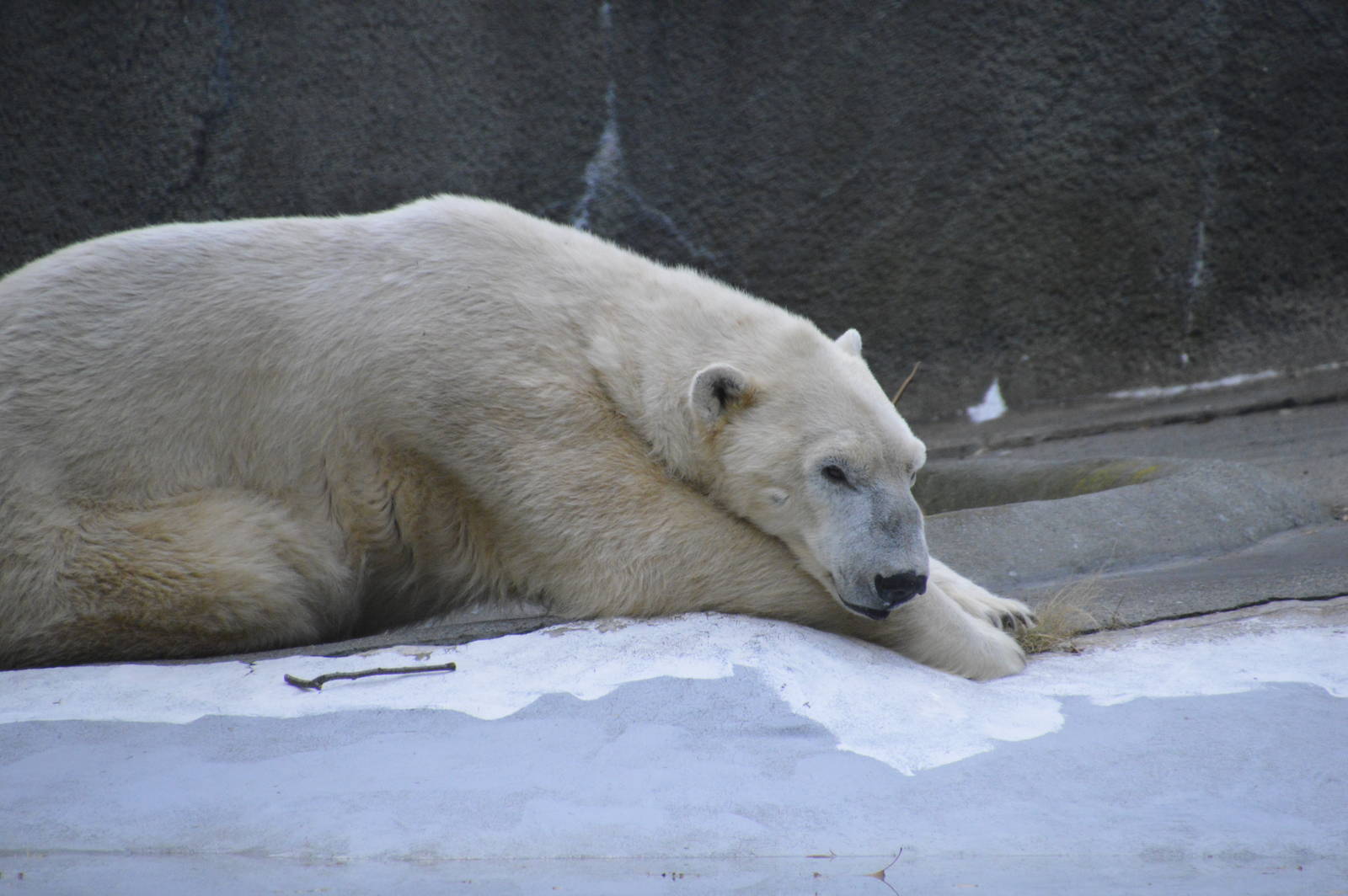 Polar Bear 031215