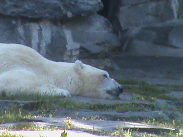 polar bear 050910